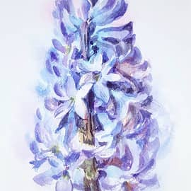 "Гиацинт на моем окошке"