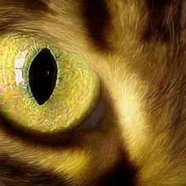 Взгляд хищника