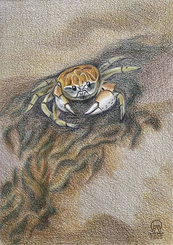 Фукуок. Песочный краб.