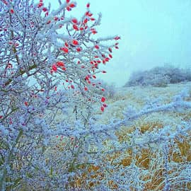 Замёрзшие ягоды.