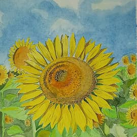 Подсолнухи