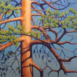 Ветви сосны