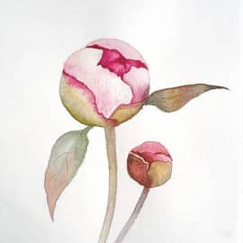 Бутон пиона