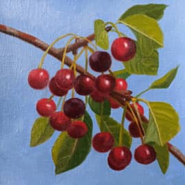 Плоды вишни.