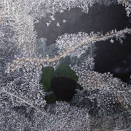 Из жизни деревьев и людей