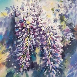 Глициния весенняя