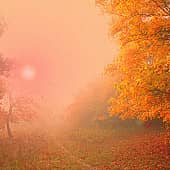 Цветные туманы осени.