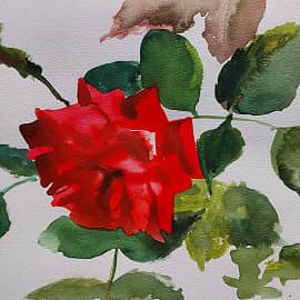 Утро. Сад. Роза.