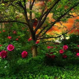 Красные пионы