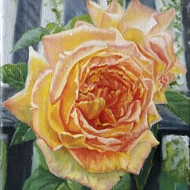 Желтая роза