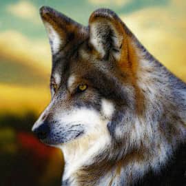 Волк на закате