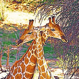 Жирафы в знойный день