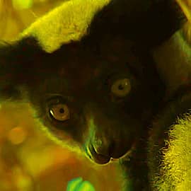 Черный лемур