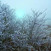 Посеребрил мороз.