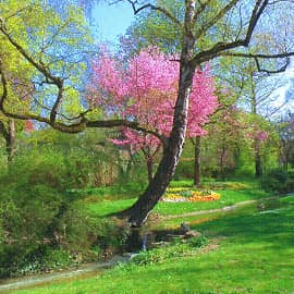 Старая берёза