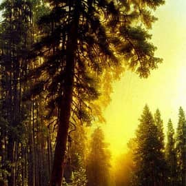 Картина "Сосновая поляна"