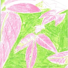 Листья Клёна Максимовича, 08.04.2024