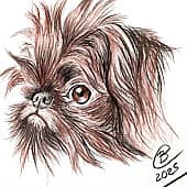 Бельгийский Гриффон