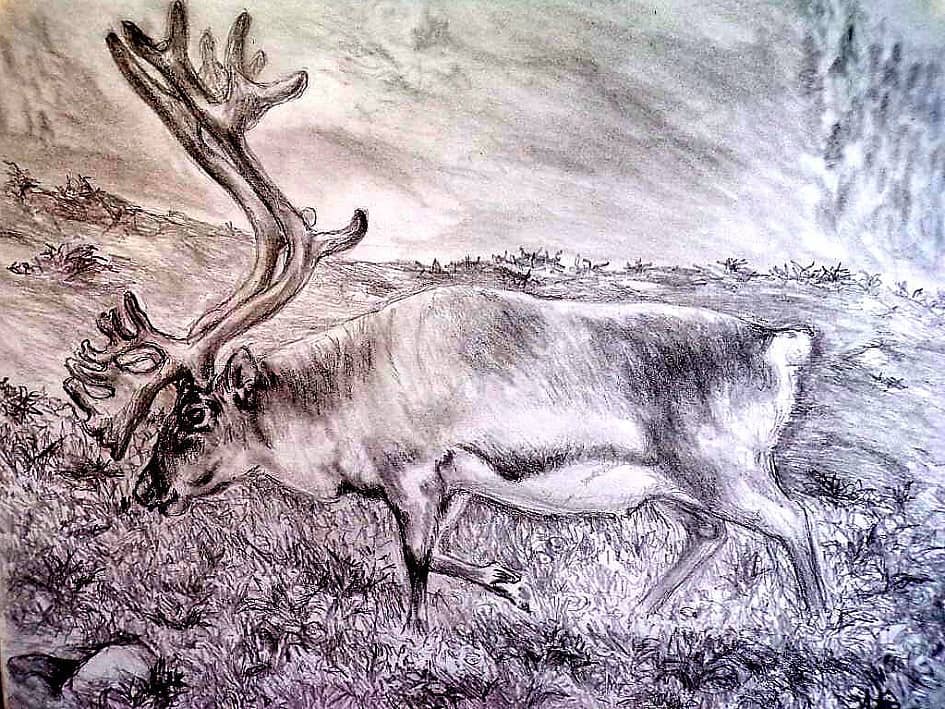 Северный олень