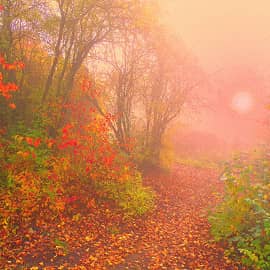 Осенние дорожки.