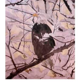 Белоголовый орел Отдых 2006 40х30 бумага акварель