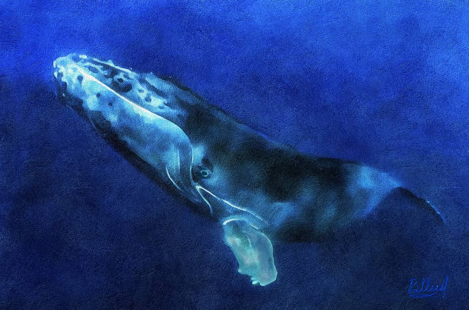 Одинокий Синий кит