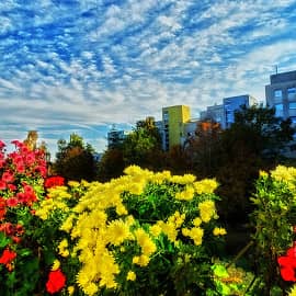 хризантемы