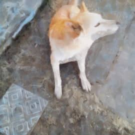 Слышу приезд хозяев