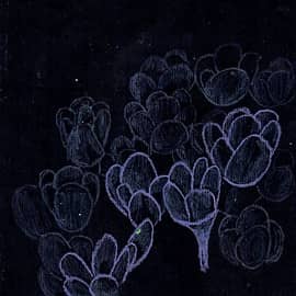 Крокусы, 2024