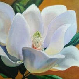 Цветок магнолии