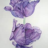 Сиреневые тюльпаны