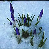 Весна пробьёт дорогу., художник Alex-08