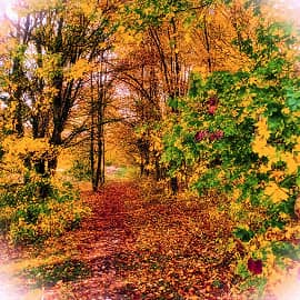 шурша опавшими листьями-2