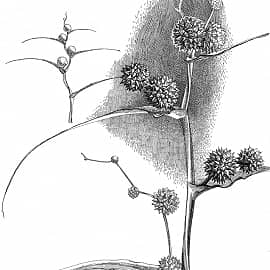 Гербарий художника