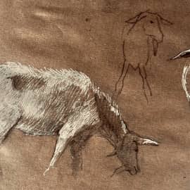 Козы. Зарисовки