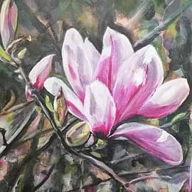 Цветущие магнолии