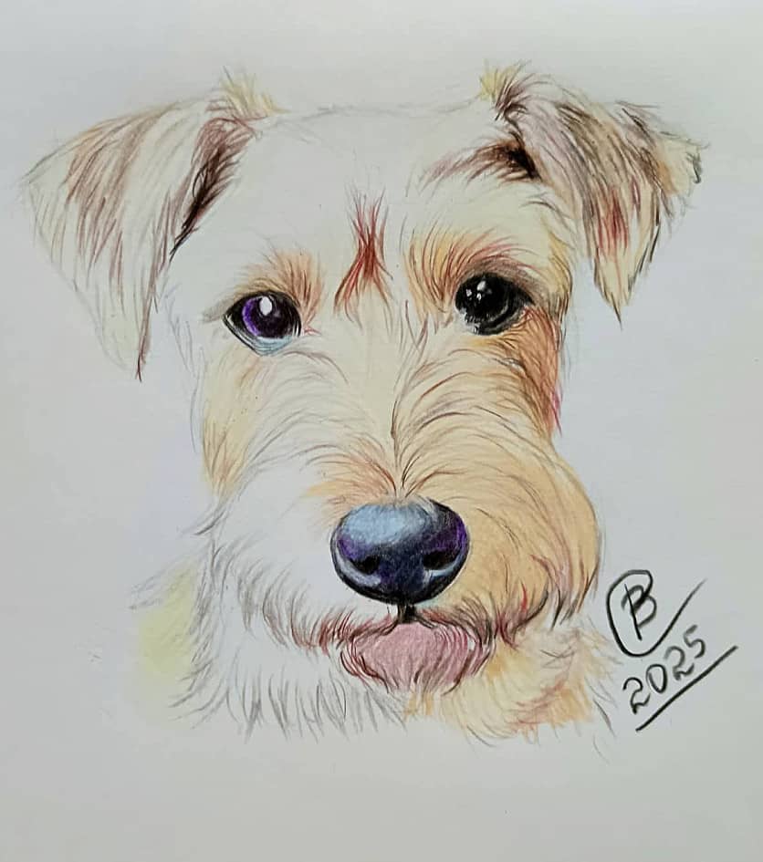 Вельш-терьер