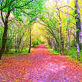 Солнечные зайчики.