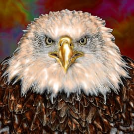 Большая птица