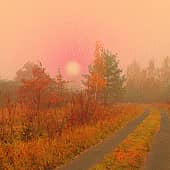 Прислонилась берёзка к ёлочке.