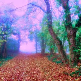 Осенние туманы.