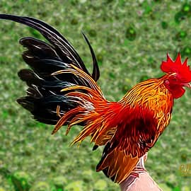 Петушок оранжевое горлышко