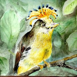 Амазонский венценосный