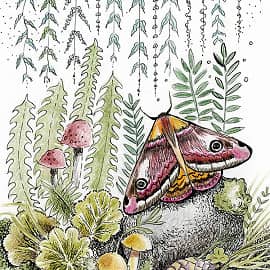 Бражник в лесу