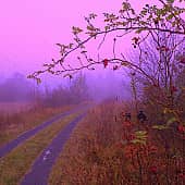 Ягоды в тумане.