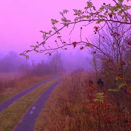 Ягоды в тумане.