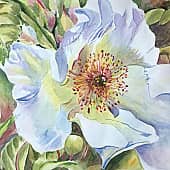 Беленький распустился.