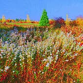 Солнечные ромашки.