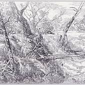 Лесной овражек