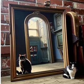 Кошачий портал-1